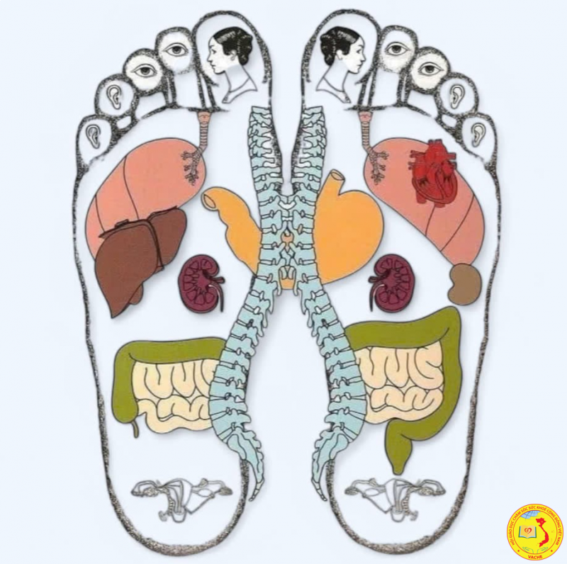 Mối liên hệ giữa đôi chân và nguồn gốc của "vạn bệnh"
